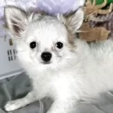 チワワ(ロング)【兵庫県・女の子・2025年8月12日・ホワイトレッド】の写真6