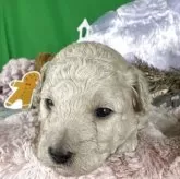 トイプードル(トイ)【兵庫県・女の子・2025年10月20日・アプリコット】の写真8