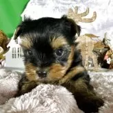 ヨークシャーテリア【兵庫県・女の子・2025年9月30日・スティールブルータン】の写真8