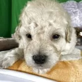 タイニープードル【兵庫県・男の子・2025年10月12日・ペールフォン】の写真8