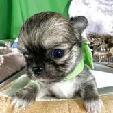 チワワ(ロング)【兵庫県・男の子・2025年10月13日・レッド】の写真9