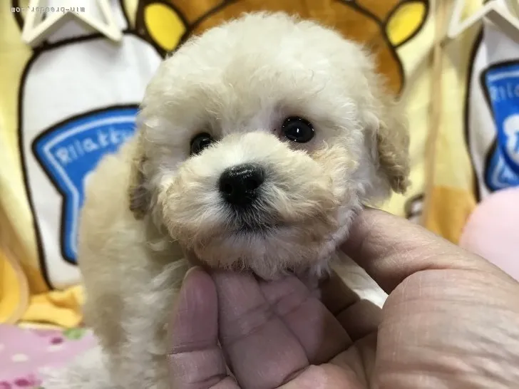 ID:1901-02001の子犬