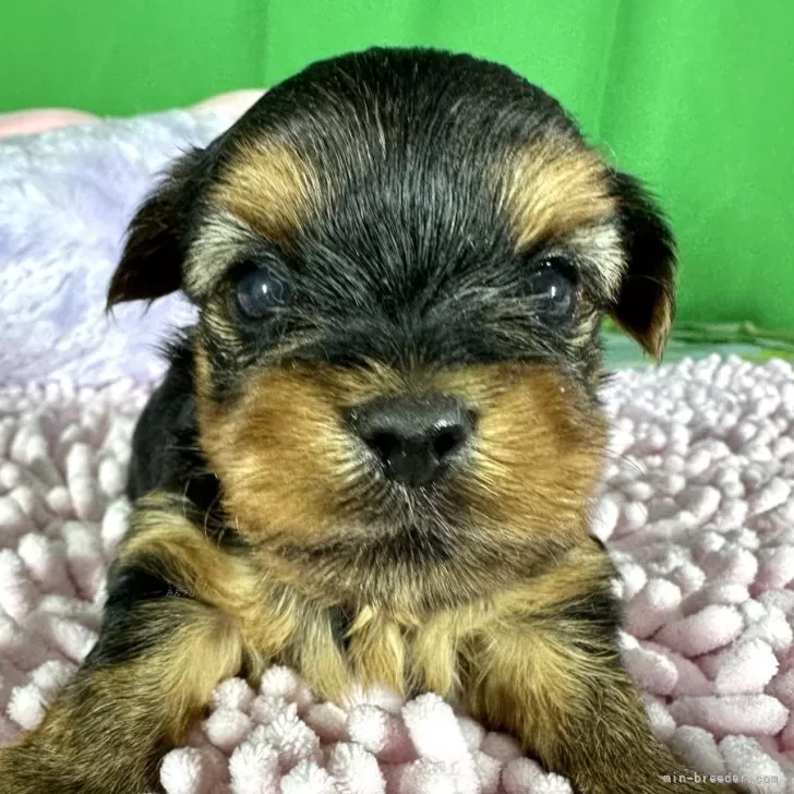 ID：2408-05328の子犬