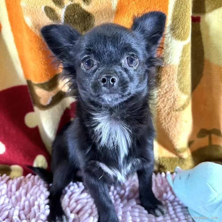 ふさ 様のお迎えした子犬