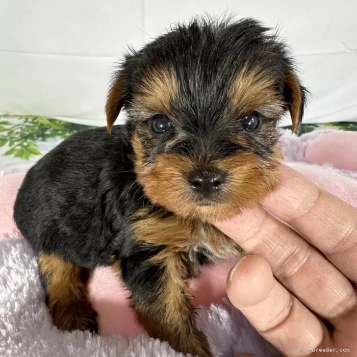 ID:2408-00290の子犬