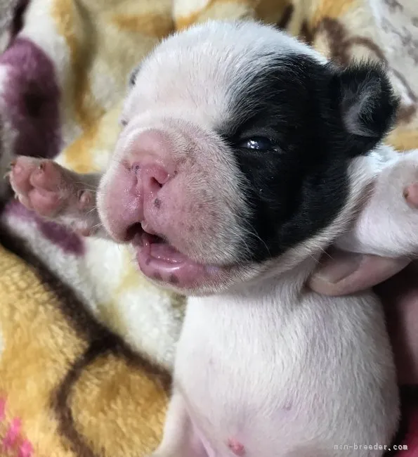 ID:1707-00624の子犬