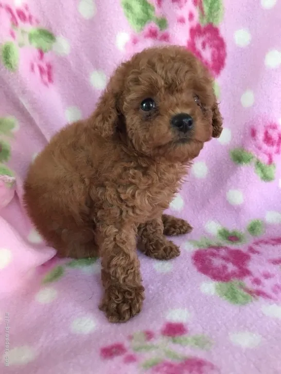 ID:1707-02500の子犬