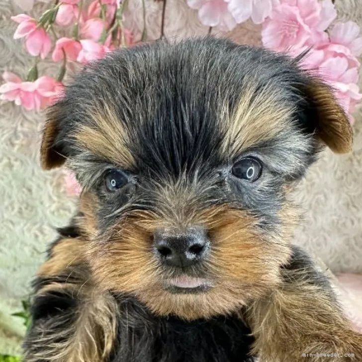 ID：2303-00438の子犬