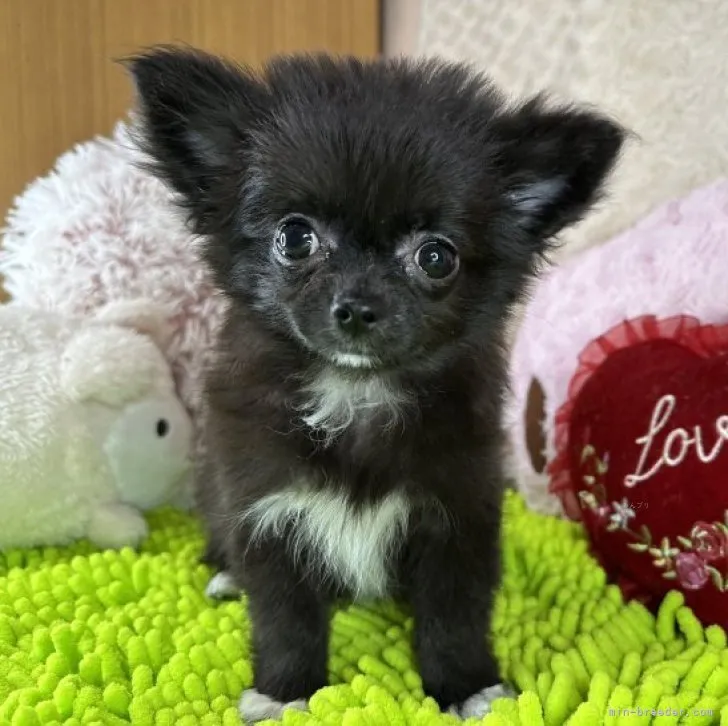 ID:2309-04418の子犬