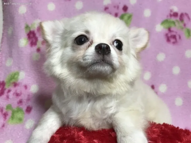 ID：1712-01417の子犬