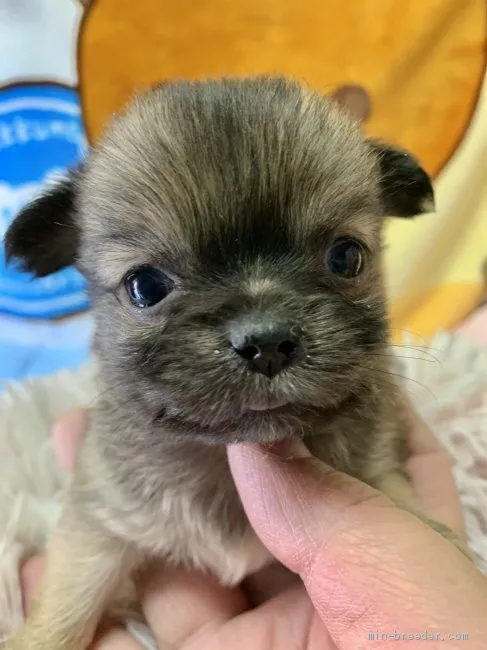 ID:1911-03146の子犬