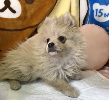 ポメラニアン【兵庫県・男の子・2019年3月20日・クリーム&ホワイト】の写真「毛量豊かで人懐こい子犬」