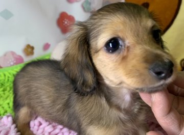 ミニチュアダックスフンド(ロング)【兵庫県・女の子・2019年12月18日・レッド】の写真「超極小のティーカップサイズの女の子」