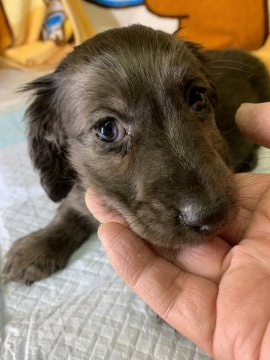 カニンヘンダックスフンド(ロング)【兵庫県・男の子・2019年12月11日・シルバーダップル】の写真「毛色艶美しい　穏やかな性格」