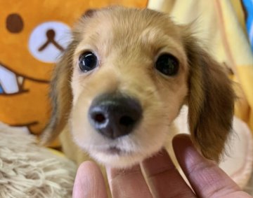 ミニチュアダックスフンド(ロング)【兵庫県・女の子・2019年9月12日・シェイジェットイエロー】の写真「穏やかな性格で人なつこい」