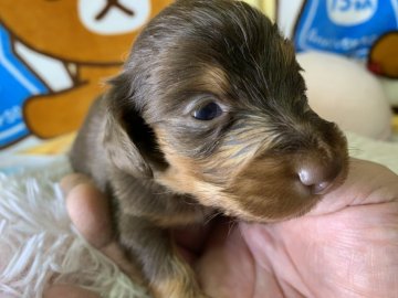 カニンヘンダックスフンド(ロング)【兵庫県・女の子・2019年12月20日・チョコタン】の写真「しなやかな身のこなし」