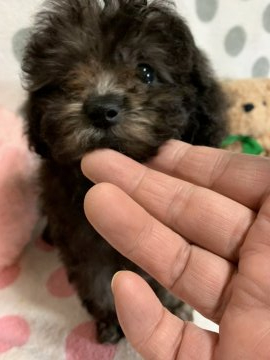 トイプードル(ティーカップ)【兵庫県・女の子・2019年7月19日・シルバー】の写真「美しい毛色」