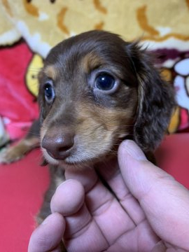ミニチュアダックスフンド(ロング)【兵庫県・男の子・2019年6月12日・チョコタン】の写真「お利口さんで穏やかな性格」