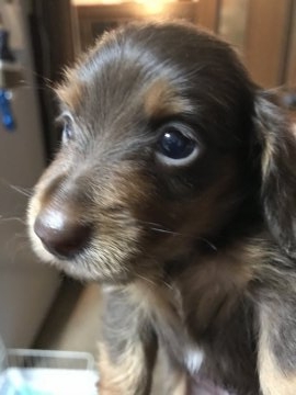 カニンヘンダックスフンド(ロング)【兵庫県・男の子・2018年6月3日・チョコタン】の写真「穏やかな性格で お利口さん」