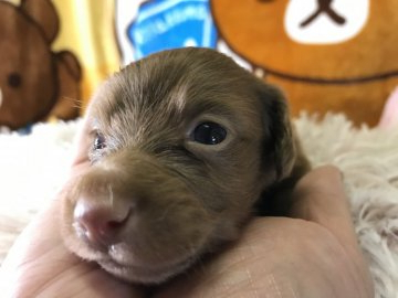 カニンヘンダックスフンド(ロング)【兵庫県・男の子・2019年6月5日・イザベラソリット】の写真「美しい毛色」