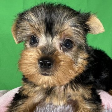 ヨークシャーテリア【兵庫県・男の子・2024年7月10日・スティールブルータン】の写真「活動的な性格」