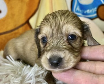 ミニチュアダックスフンド(ロング)【兵庫県・女の子・2019年9月12日・シェイジェットイエロー】の写真「元気な元気な健康優良児」