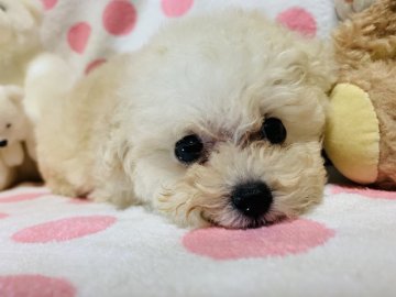 トイプードル(ティーカップ)【兵庫県・女の子・2019年7月20日・ホワイト】の写真「丸い目と詰まった顔立ち」