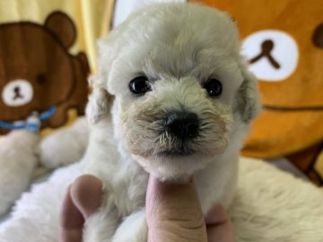 トイプードル(ティーカップ)【兵庫県・男の子・2019年7月20日・ホワイト】の写真「大きな目と人なつこい性格」
