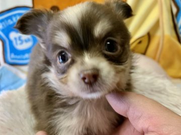 チワワ(ロング)【兵庫県・男の子・2019年10月28日・チョコ&ホワイト】の写真「美しい毛色。可愛い襟巻」