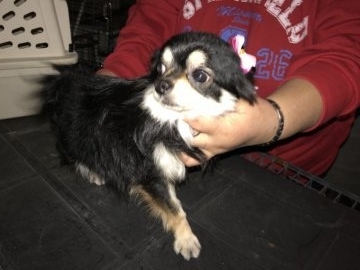 チワワ(ロング)【兵庫県・男の子・2016年2月9日・ブラックタンアンドホワイト】の写真「穏やかな性格の甘えん坊」