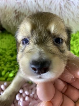 ミニチュアダックスフンド(ロング)【兵庫県・男の子・2020年6月11日・シェーデッドイエロー】の写真「陽気で人懐っこい性格、甘えん坊」