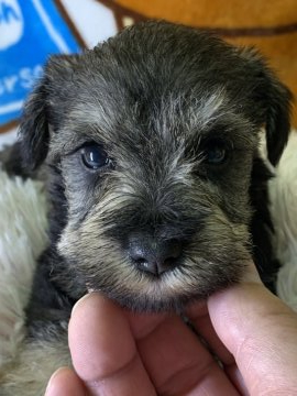 ミニチュアシュナウザー【兵庫県・女の子・2019年8月24日・ソルト&ペッパー】の写真「毛色は美しく。しなやかな表情。」