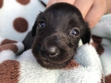 カニンヘンダックスフンド(ロング)【兵庫県・男の子・2017年10月4日・ブラックソリット】の写真「小ぶりで 愛嬌一杯の 男の子」