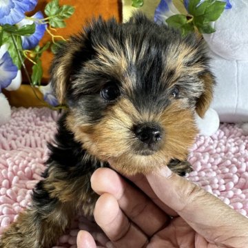 ヨークシャーテリア【兵庫県・男の子・2024年4月15日・スティールブルータン】の写真「人懐っこく　躾けやすいタイプ」