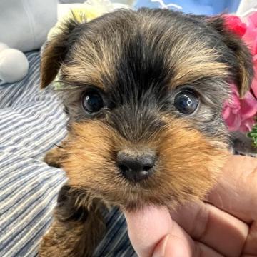 ヨークシャーテリア【兵庫県・女の子・2022年9月9日・スティールブルータン】の写真「好奇心旺盛でお利口さん」