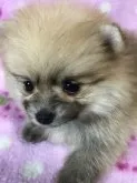 ポメラニアン【兵庫県・女の子・2017年11月18日・オレンジ】の写真1「2018年1月7日撮影 極小サイズの女の子」