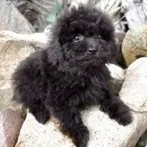 トイプードル(トイ)