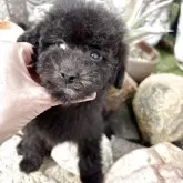 トイプードル(トイ)