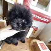 タイニープードル