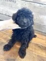 トイプードル(トイ)【京都府・女の子・2025年9月20日・ブラック】の写真3