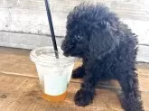 トイプードル(トイ)【京都府・女の子・2025年9月20日・ブラック】の写真5