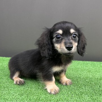 カニンヘンダックスフンド(ロング)【兵庫県・女の子・2025年8月30日・ブラックイエロー】の写真「小ぶりで可愛い女の子　両親PRAクリア」