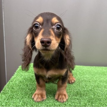 カニンヘンダックスフンド(ロング)【兵庫県・男の子・2025年7月5日・チョコタン】の写真「小ぶり 血統優秀で可愛い子 PRA発症しません。」