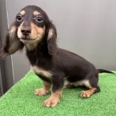 カニンヘンダックスフンド(ロング)【兵庫県・男の子・2025年7月5日・チョコタン】の写真1「小振りで人懐っこくて可愛いです　PRAも安心」