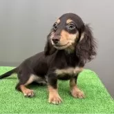 カニンヘンダックスフンド(ロング)【兵庫県・男の子・2025年7月5日・チョコタン】の写真6