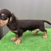 カニンヘンダックスフンド(ロング)【兵庫県・男の子・2025年7月5日・チョコタン】の写真7