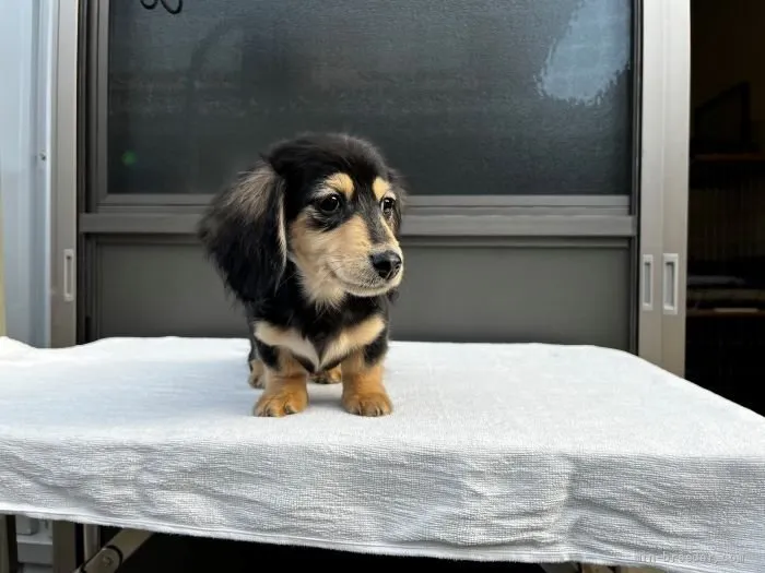 ID：2112-04167の子犬