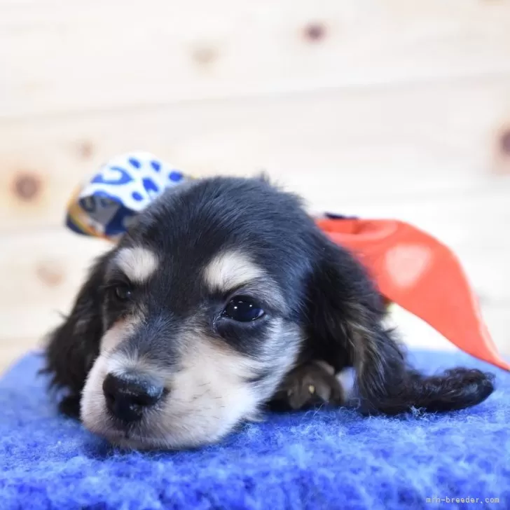 ID:2509-05717の子犬