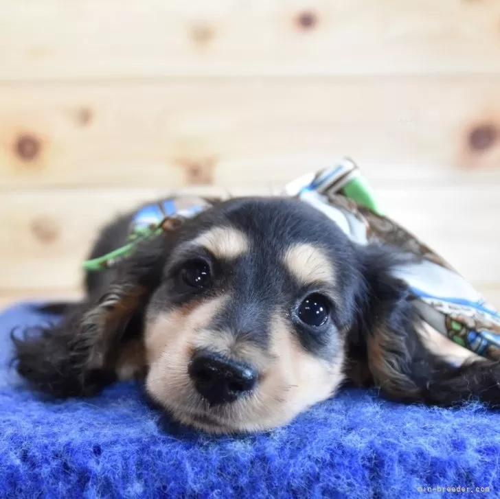 かやぴ 様のお迎えした子犬