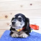 ミニチュアダックスフンド(ロング)【愛媛県・男の子・2025年8月2日・ブラック&イエロー】の写真2